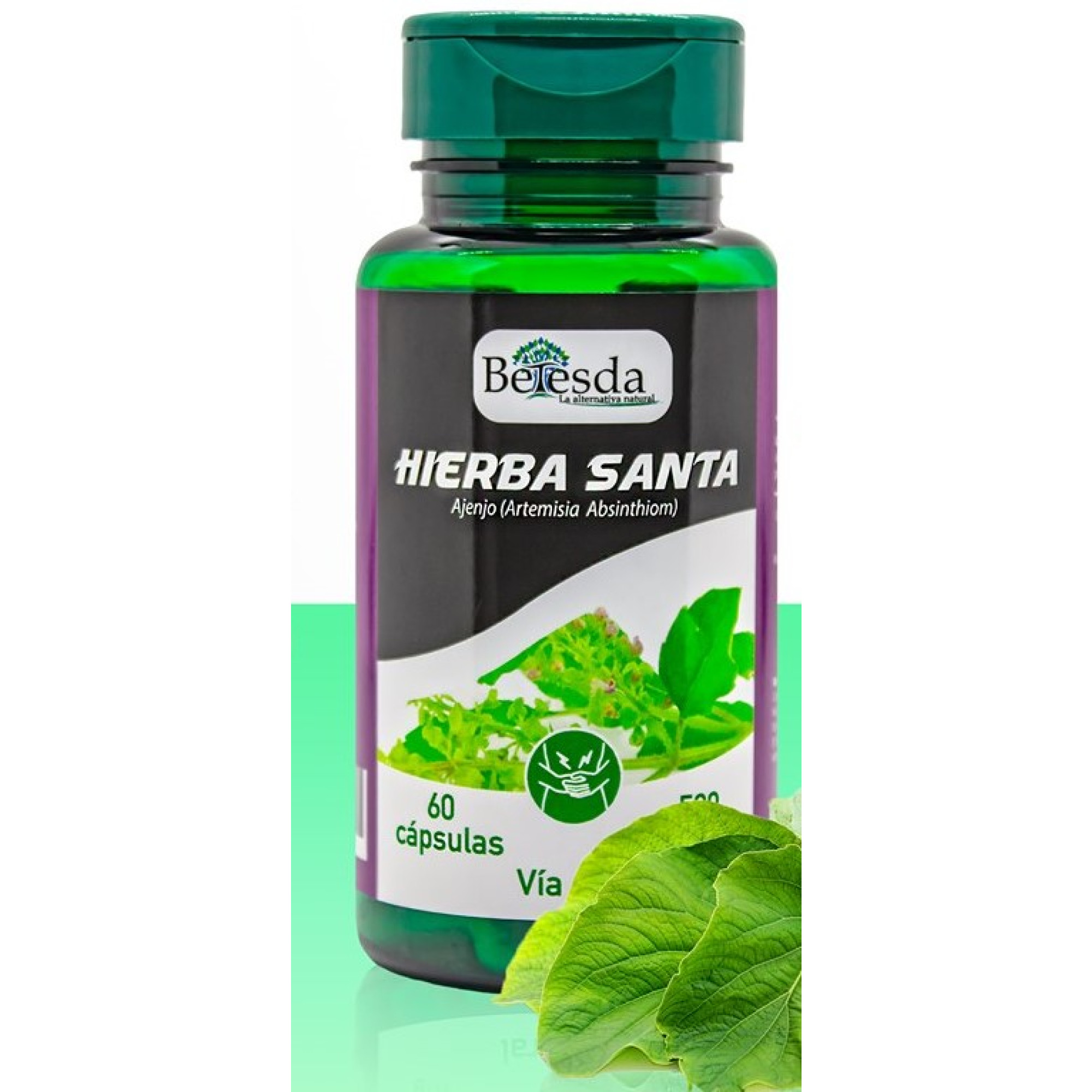 Arriba 95+ imagen hoja santa en el pecho Thcshoanghoathambadinh.edu.vn Arriba 95+ imagen hoja santa en el pecho Thcshoanghoathambadinh.edu.vn